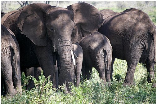 Виды слонов для их размера