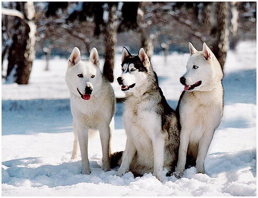 10 пород снежных собак
