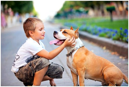 Собаки помогают бороться с астмой у ваших детей