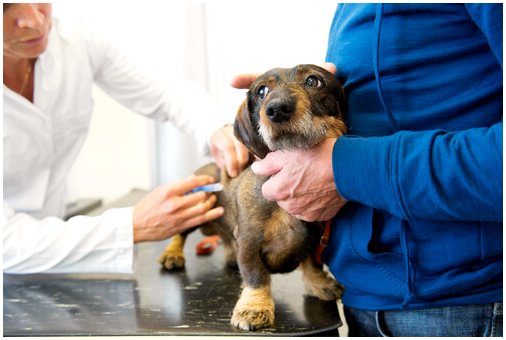Какие обязательные прививки я должен сделать своей собаке?