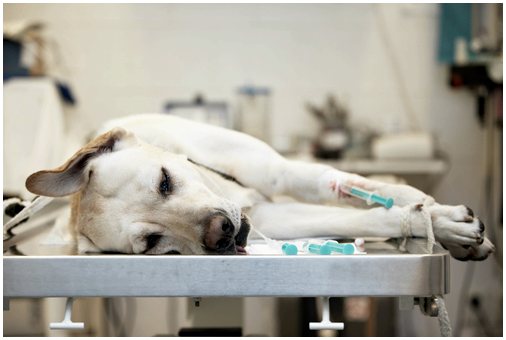Ветеринарный процесс при госпитализации вашего питомца