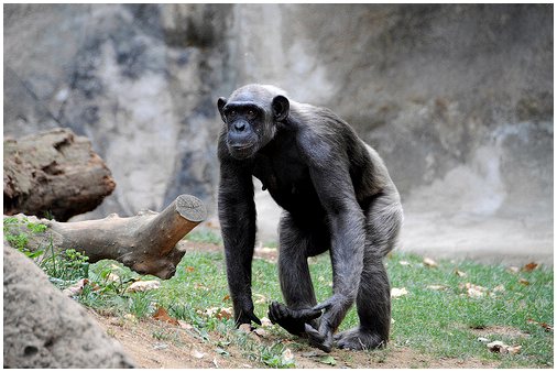 Агрессивные шимпанзе живут меньше
