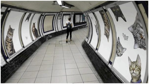 Лондонский метрополитен убирает рекламу и размещает фотографии кошек.