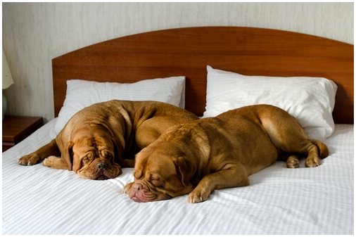 Отель, где у вашей собаки будет кровать, игрушки и безделушки.