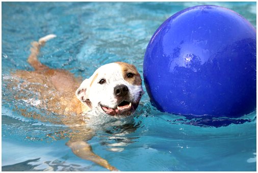 Первый бассейн для собак открылся в Мадриде