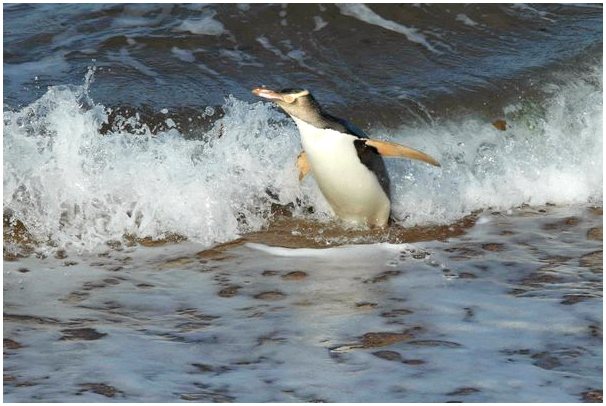Пингвин, которому грозит опасность из-за рыбалки