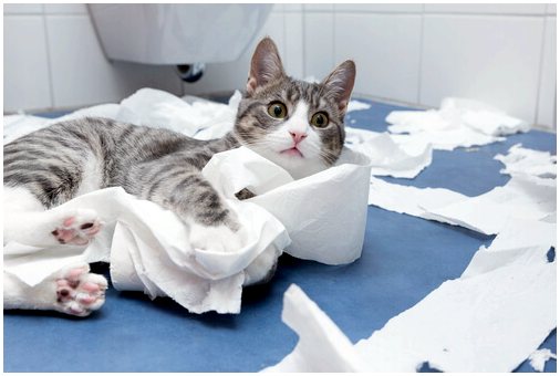 Почему кошки любят бросать все на землю?