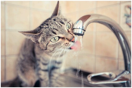 Почему кошки не пьют столько воды?