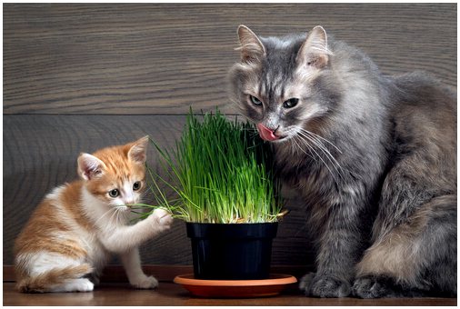 Сходства между дикими кошками и домашними кошками