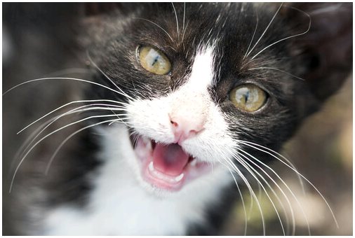 Молочные зубы у кошек: 4 вещи, которые вы должны знать