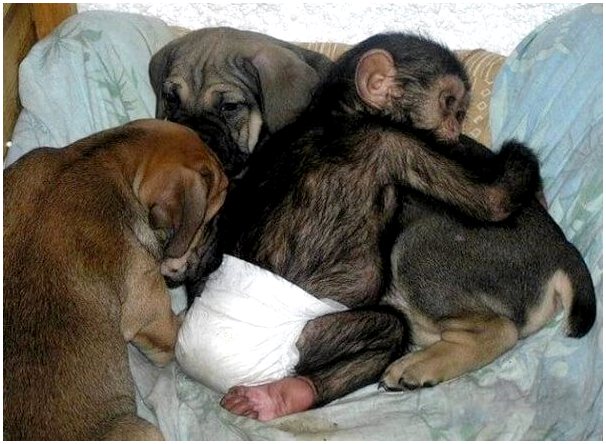 Познакомьтесь с собакой, которая заботится о шимпанзе-сиротах