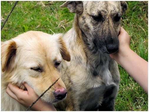Преимущества массажа собак