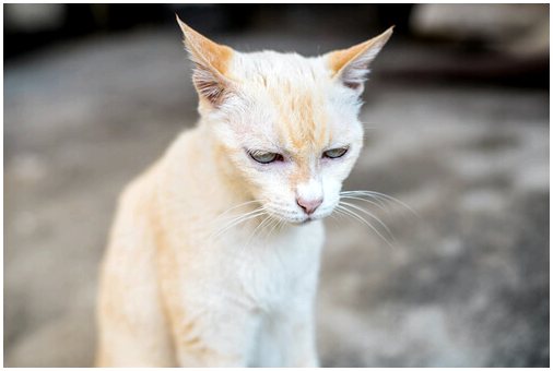 Почечная недостаточность у кошек: симптомы и лечение