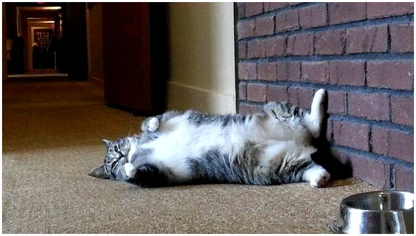 Самый толстый кот в мире живет в отеле