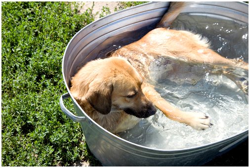 Как защитить собаку от теплового удара