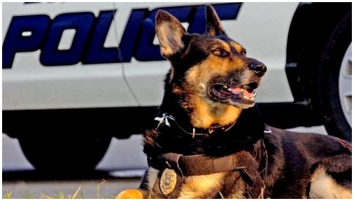 Мексика предлагает усыновить полицейских собак после выхода на пенсию