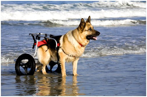 Собаки в инвалидных колясках наслаждаются пляжем