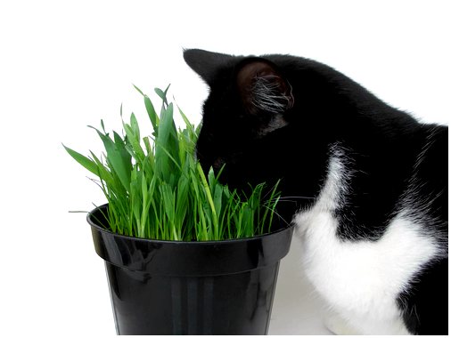 Опасные растения для кошек