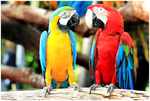 Почему говорят попугаи?