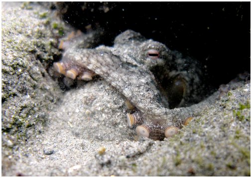 4 вида осьминогов, населяющих моря