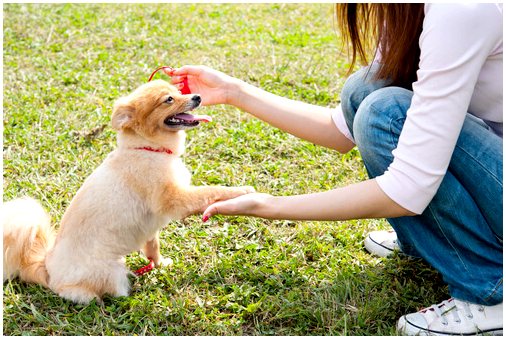 5 советов по предотвращению рака у собак