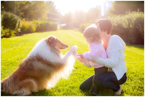 6 основ собачьей психологии: понять свою собаку и контролировать вредные привычки
