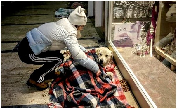 Бездомным собакам разрешают ночевать в торговом центре