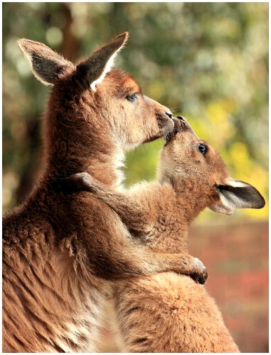Чудесный материнский инстинкт кенгуру