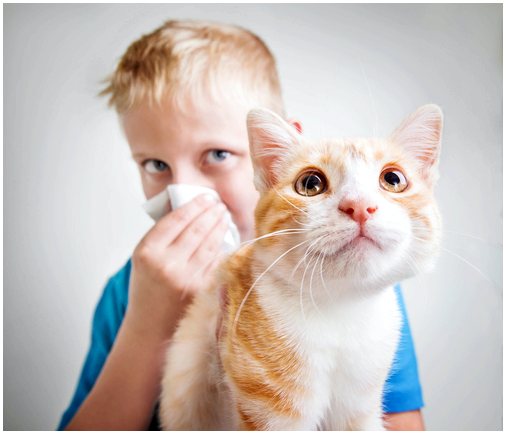 Почему у многих людей аллергия на кошек?