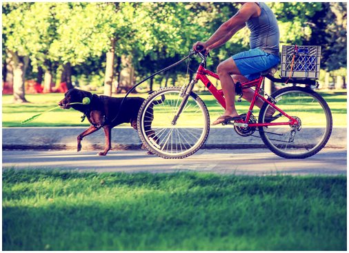 Если вы возьмете собаку на велосипеде, следуйте этим советам.