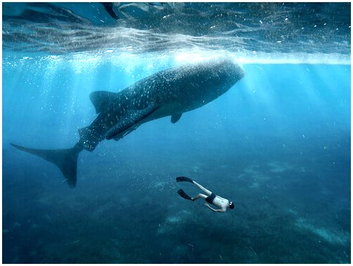 Горбатый кит спасает жизнь водолазу