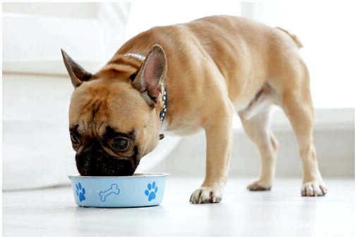 Как сделать так, чтобы собака не просила о еде все время