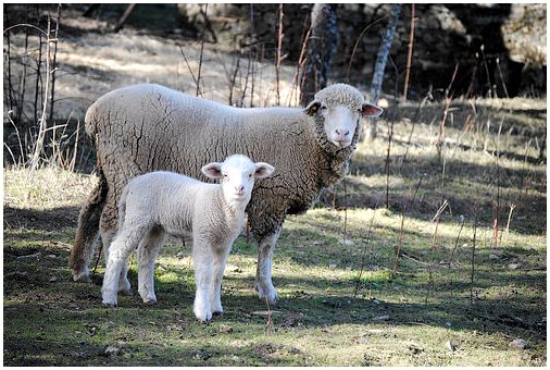Кормление овец: все советы