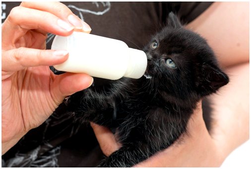 Следует ли кошке пить молоко?