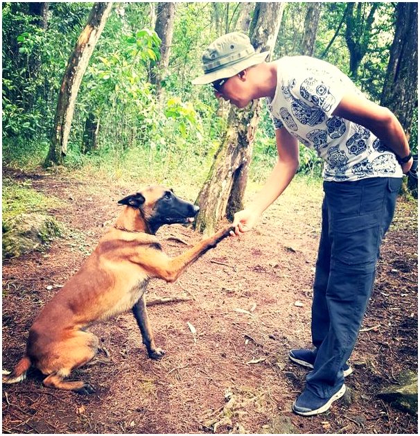 Кости, собака, которая ищет пропавших без вести в Колумбии