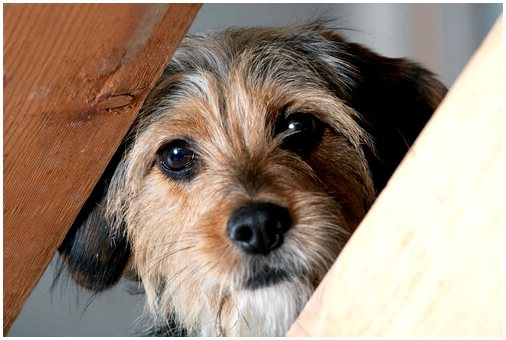Правда ли, что собаки чувствуют запах страха?