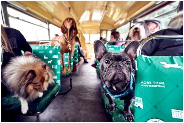 Лондон запускает собачий автобус