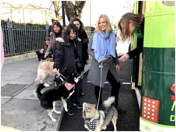 Лондон запускает собачий автобус