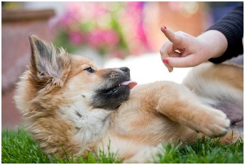 5 способов научить щенка перестать кусаться