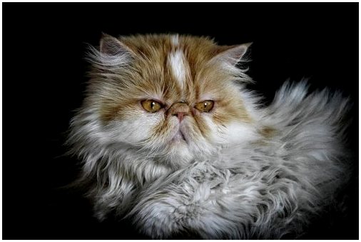 Персидские кошки, турецкие аристократы