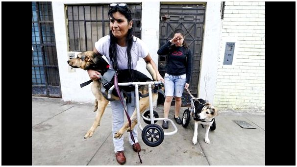 Перу открывает приют для собак-инвалидов