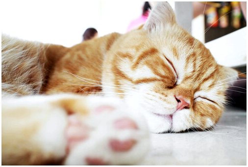 Сколько часов спит ваша кошка?