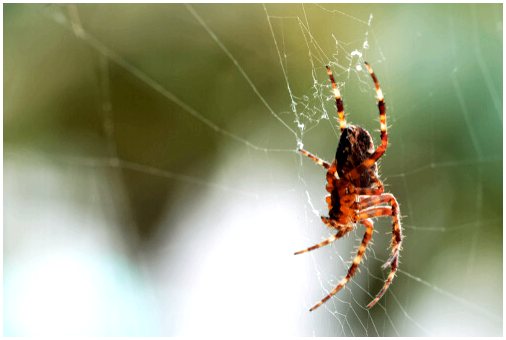Почему никогда не следует убивать паука в своем доме