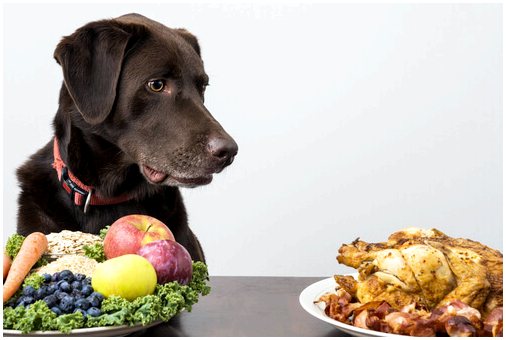 Фрукты и овощи в рационе собак