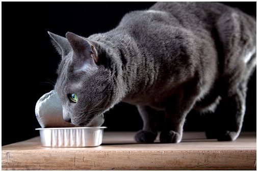 Какие продукты токсичны для кошек?