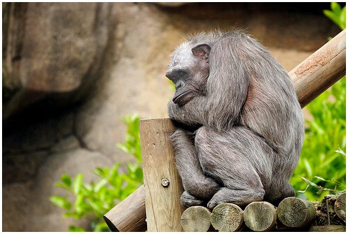Шимпанзе: характеристики, поведение и среда обитания