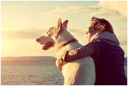 Секрет любви между собаками и их хозяевами
