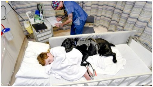 Как собаки помогают госпитализированным детям?