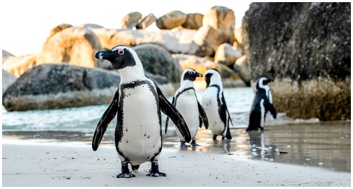 5 мест, где можно увидеть пингвинов