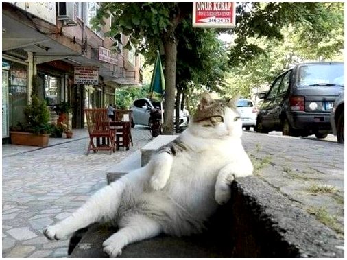 Стамбул, город кошек